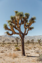Load image into Gallery viewer, Wayne Ford Studio Photography Print Joshua Tree III