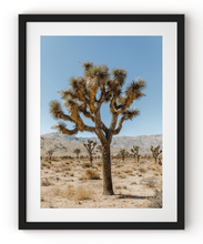 Load image into Gallery viewer, Wayne Ford Studio Photography Print Joshua Tree III