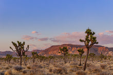 Load image into Gallery viewer, Wayne Ford Studio Photography Print Joshua Tree Magic Hour
