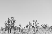 Load image into Gallery viewer, Wayne Ford Studio Photography Print Joshua Tree Minimal II