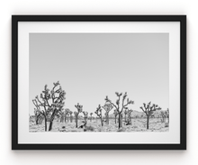 Load image into Gallery viewer, Wayne Ford Studio Photography Print Joshua Tree Minimal II