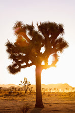 Load image into Gallery viewer, Wayne Ford Studio Photography Print Joshua Tree Sunset