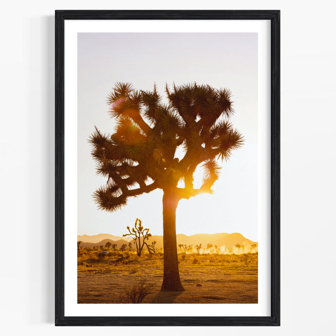 Wayne Ford Studio Photography Print Joshua Tree Sunset