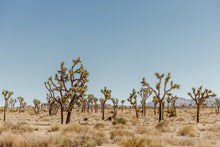 Load image into Gallery viewer, Wayne Ford Studio Photography Print Joshua Tree V