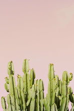 Load image into Gallery viewer, Wayne Ford Studio Photography Print Minimal Cactus I
