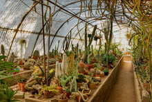 Load image into Gallery viewer, Wayne Ford Studio Photography Print Mortons Cactorium