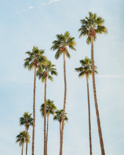 Load image into Gallery viewer, Wayne Ford Studio Photography Print Palm Springs Palms
