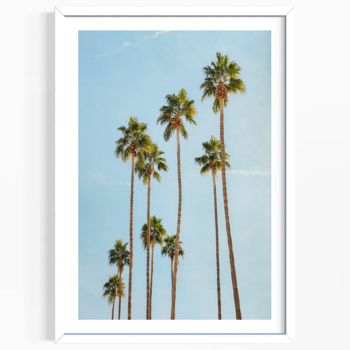 Wayne Ford Studio Photography Print Palm Springs Palms