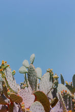 Load image into Gallery viewer, Wayne Ford Studio Photography Print Prickly Pear II