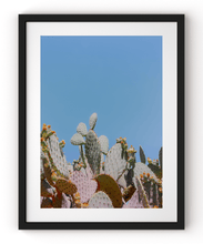Load image into Gallery viewer, Wayne Ford Studio Photography Print Prickly Pear II