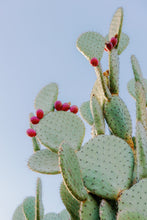 Load image into Gallery viewer, Wayne Ford Studio Photography Print Prickly Pear III