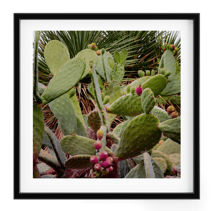 Wayne Ford Studio Photography Print Prickly Pear IV