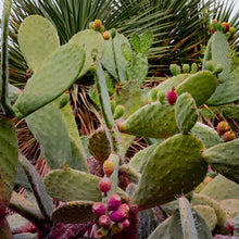 Load image into Gallery viewer, Wayne Ford Studio Photography Print Prickly Pear IV