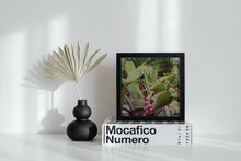 Load image into Gallery viewer, Wayne Ford Studio Photography Print Prickly Pear IV