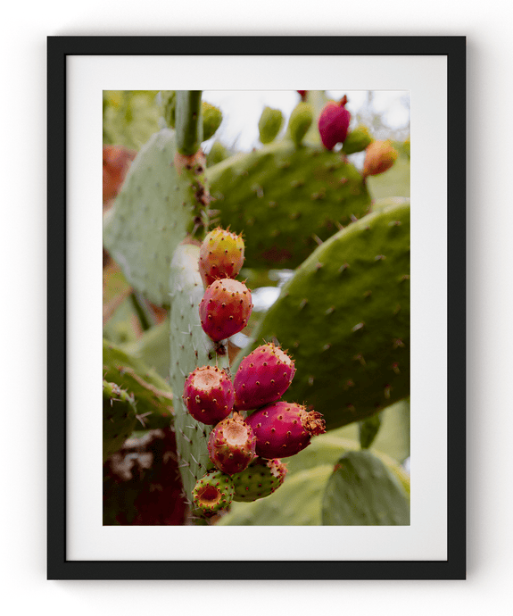 Wayne Ford Studio Photography Print Prickly Pear V