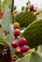 Load image into Gallery viewer, Wayne Ford Studio Photography Print Prickly Pear V