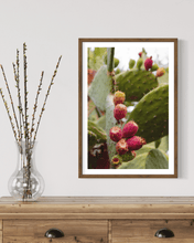 Load image into Gallery viewer, Wayne Ford Studio Photography Print Prickly Pear V