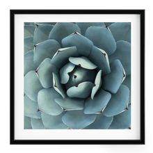 Load image into Gallery viewer, Wayne Ford Studio Photography Print Succulent Square