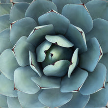 Load image into Gallery viewer, Wayne Ford Studio Photography Print Succulent Square