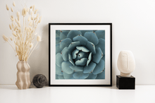 Load image into Gallery viewer, Wayne Ford Studio Photography Print Succulent Square