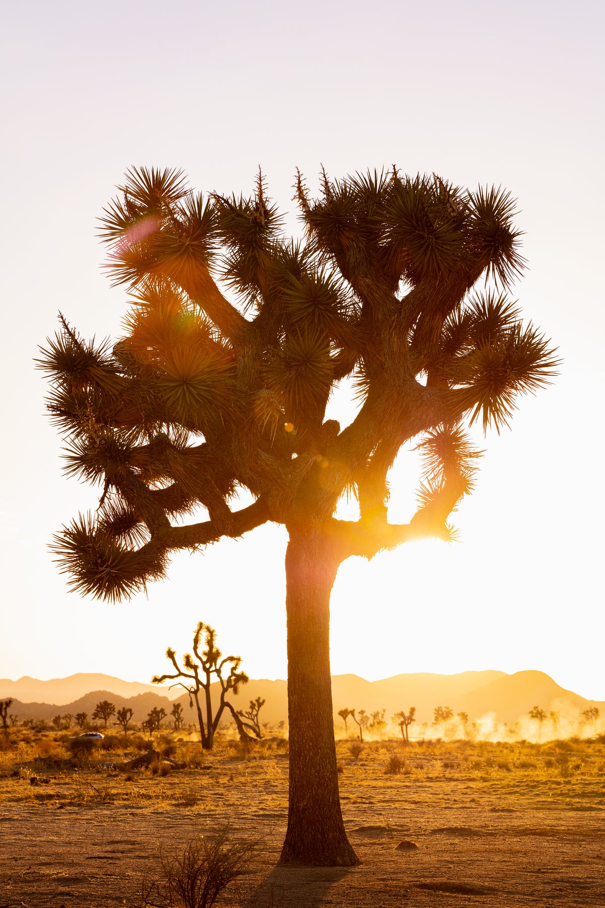 DESERT