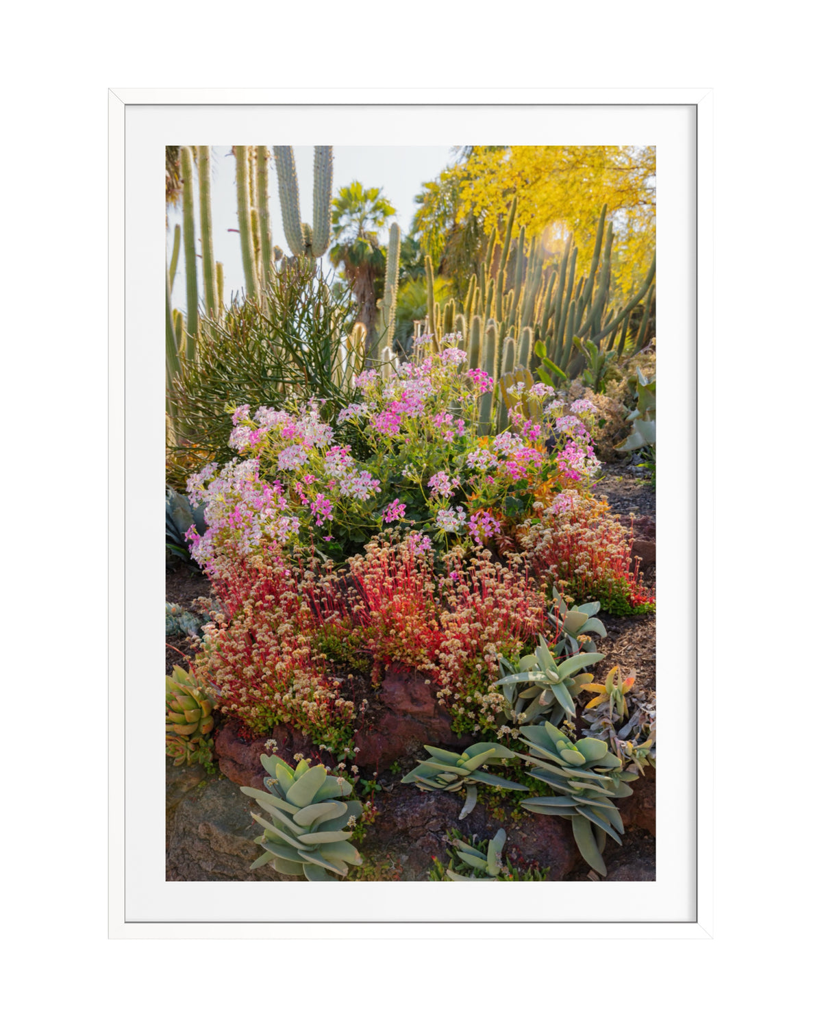 Blooming succulents and cacti among rocks and desert plants in a Southwest garden.