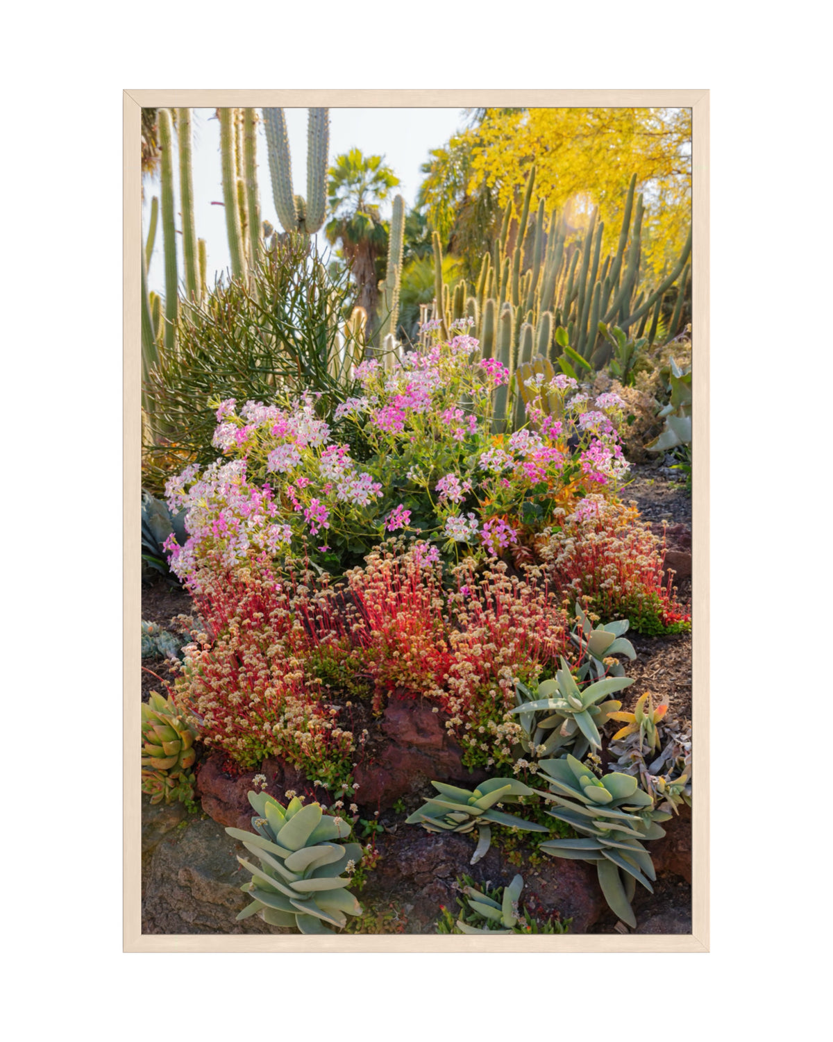Pink, red, and yellow cactus flowers amid succulents and desert greenery in a Southwest garden.
