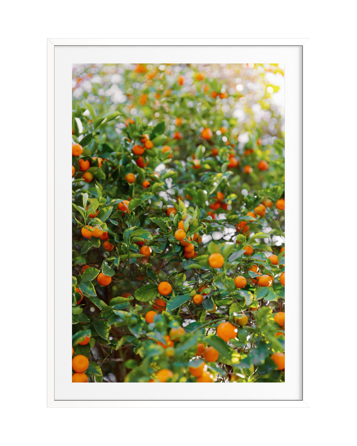 Ripe oranges clustered on leafy branches in a sunlit garden, photograph framed in white.