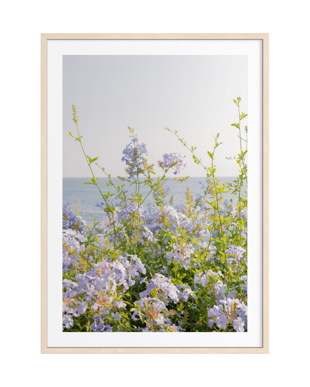 Light purple coastal flowers and green stems growing along Laguna Beach under a clear, bright sky.