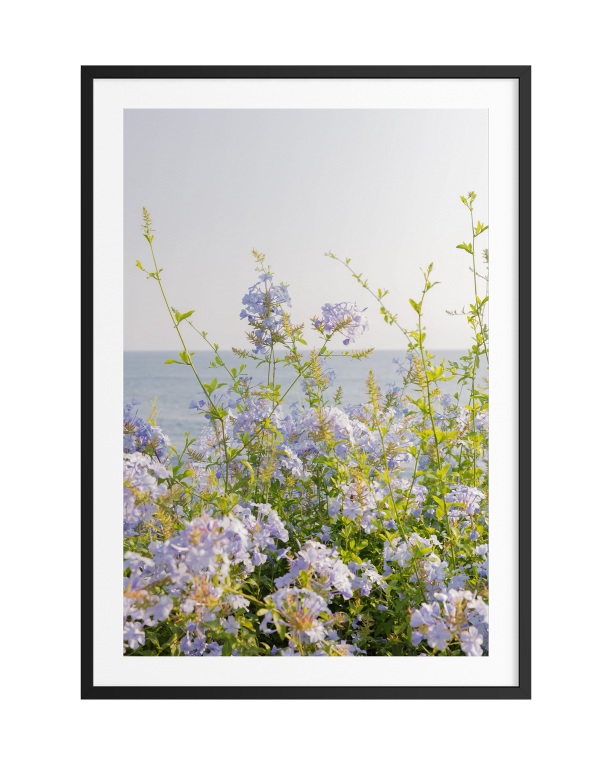 Wildflowers blooming along the Laguna Beach coast with the ocean and blue sky visible in the background.
