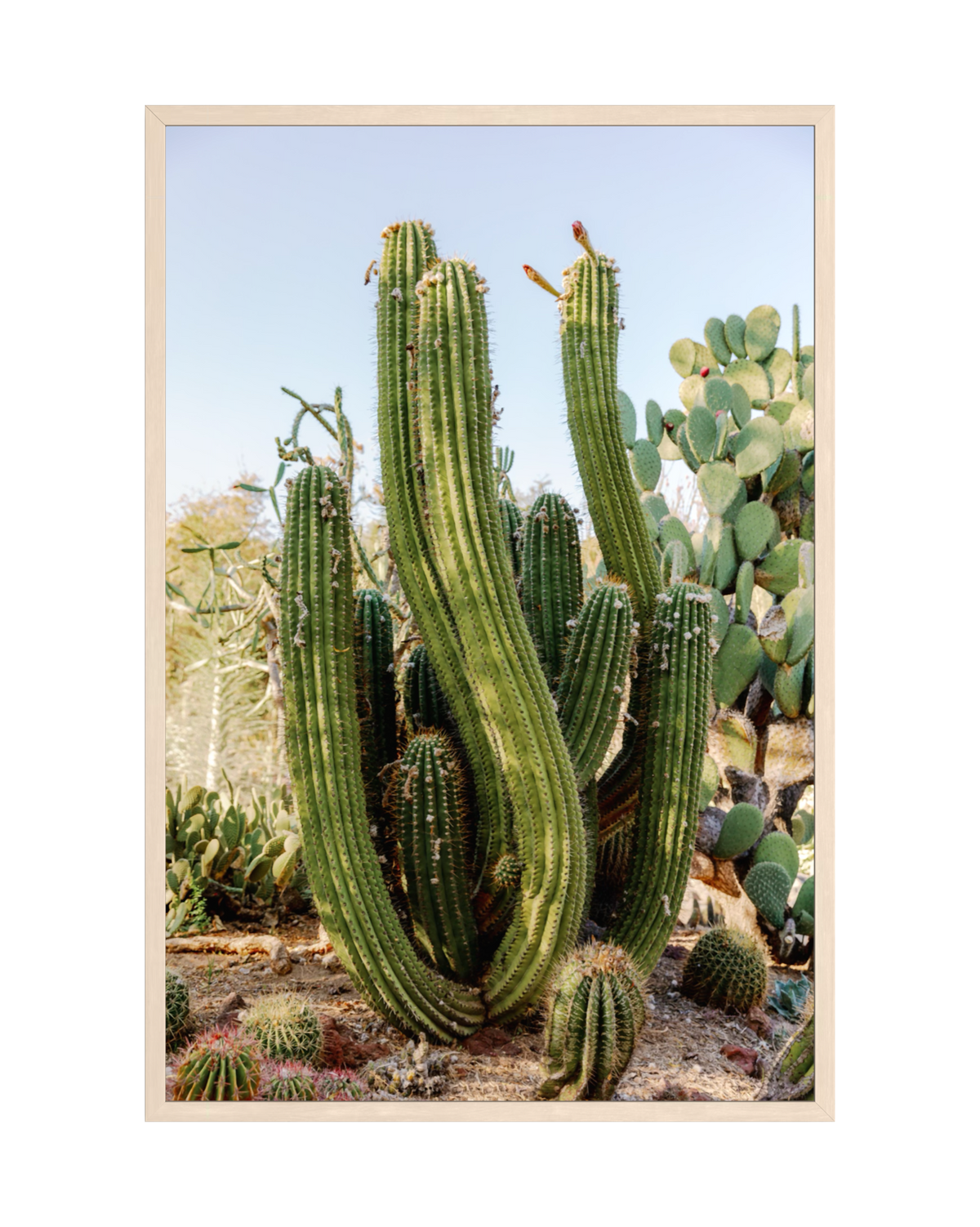 Elephant Cactus