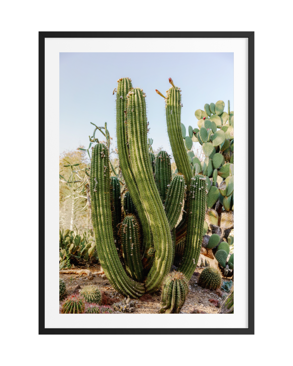 Tall green Elephant Cactus with multiple arms in a desert succulent garden, shown in black and white with black frame.