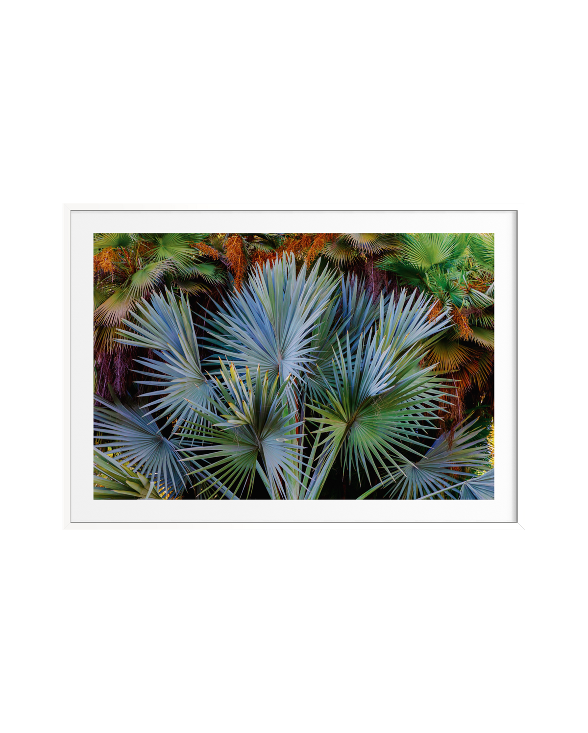Overlapping green and blue palm fronds from the Footstool Palm among dense, leafy foliage.