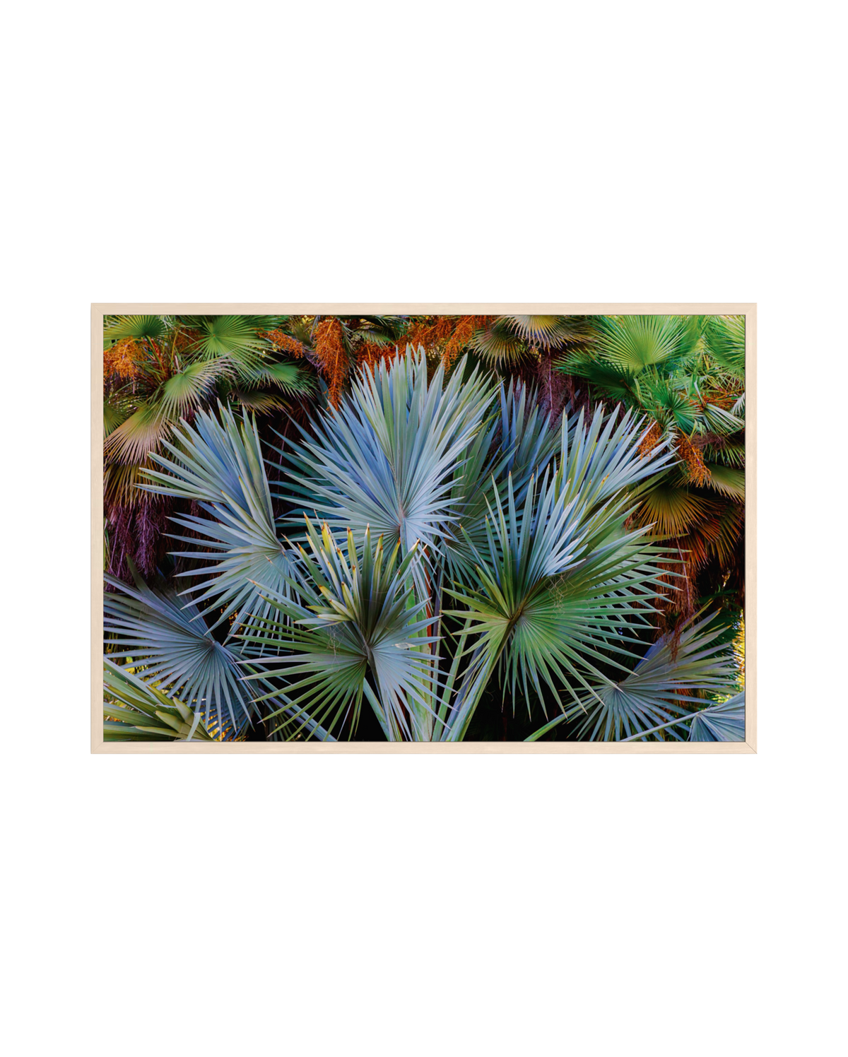 Framed print of Footstool Palm with blue-green fronds and vivid orange and dark green leaves.