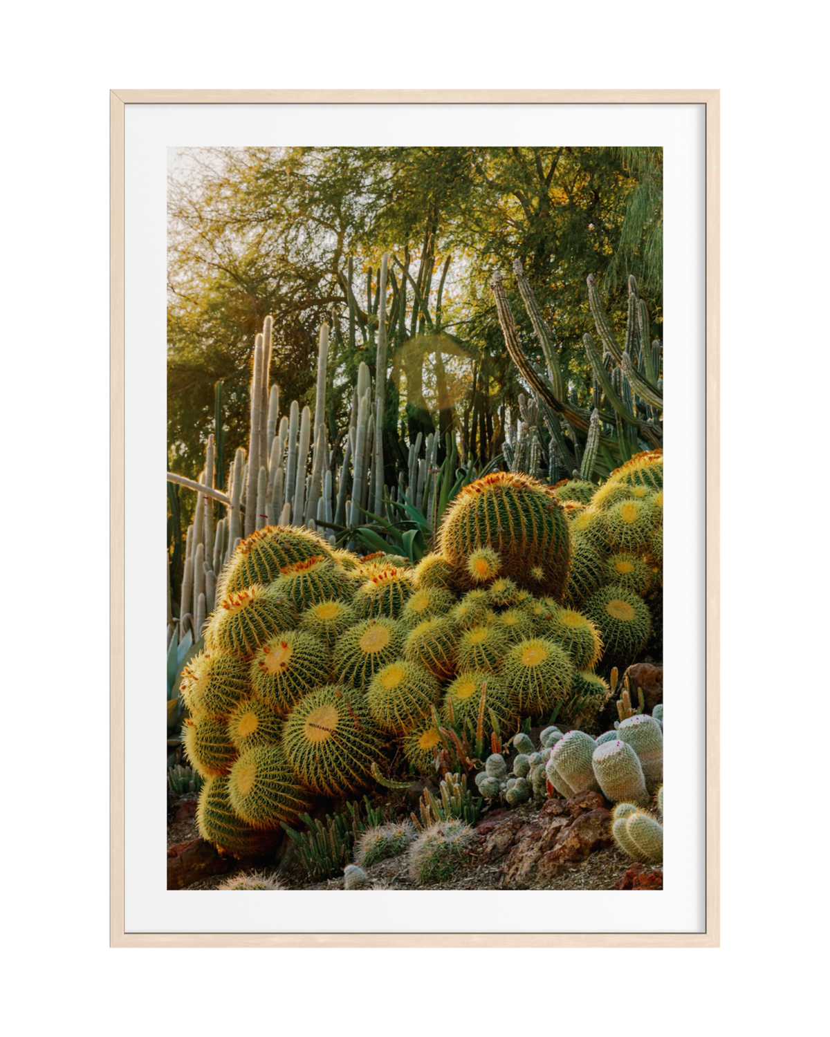 Golden Barrel and columnar cacti in a sculptural desert garden, captured as a framed photograph.
