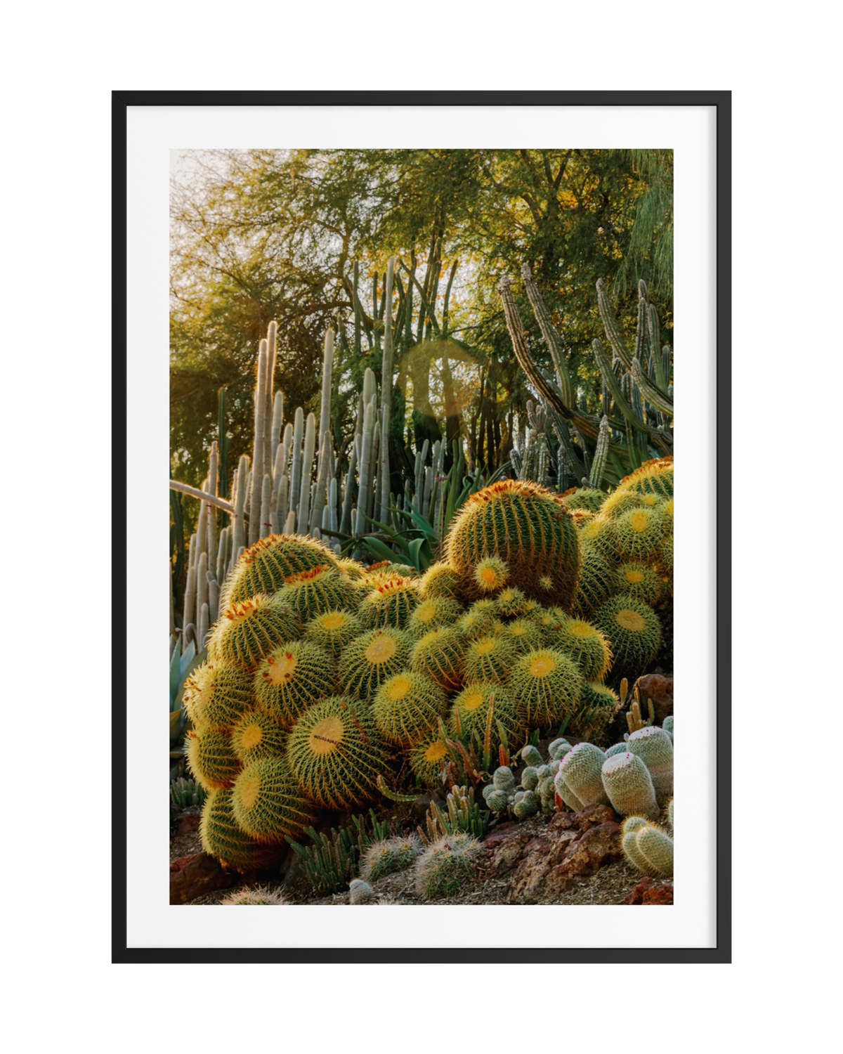 Golden barrel cactus next to tall columnar cacti and trees in a desert garden setting.