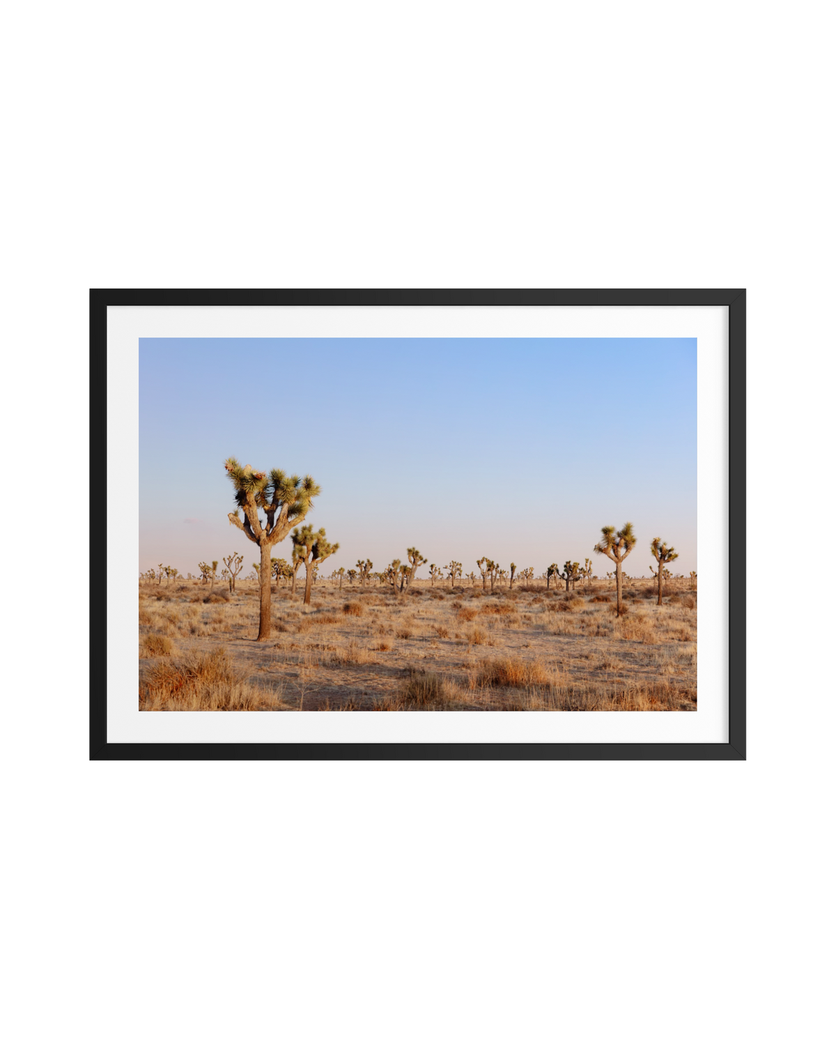 Framed print of Joshua trees in soft evening light under a clear desert sky, California.