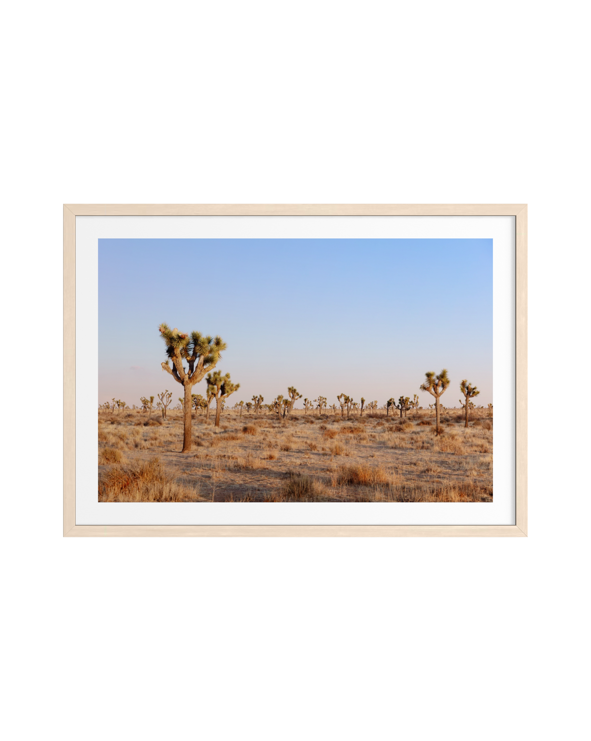 Joshua trees in a desert landscape at dusk under a blue sky, original photograph from Joshua Tree, California.