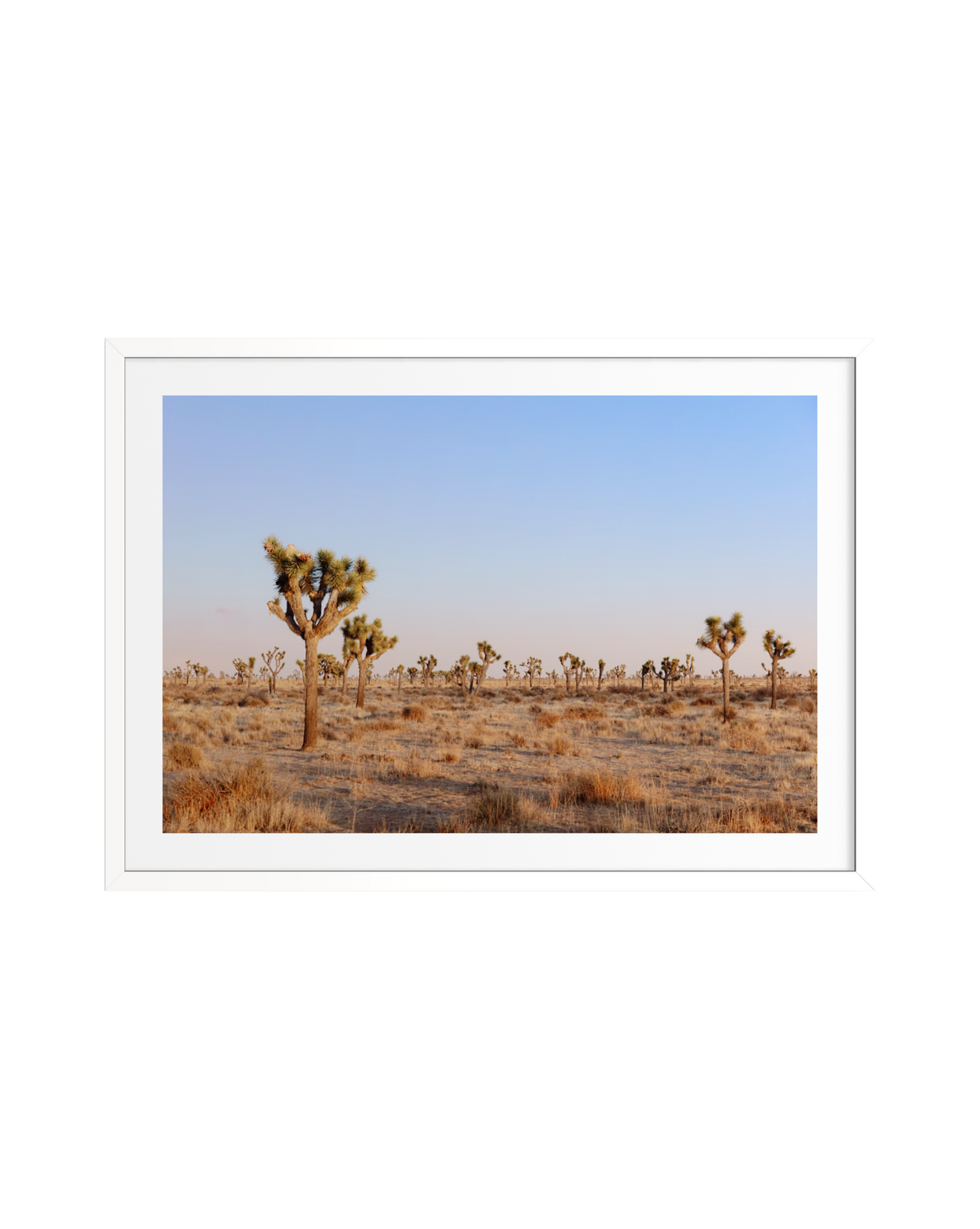 Joshua trees in the desert at dusk beneath a clear blue sky, photographed in Joshua Tree National Park.