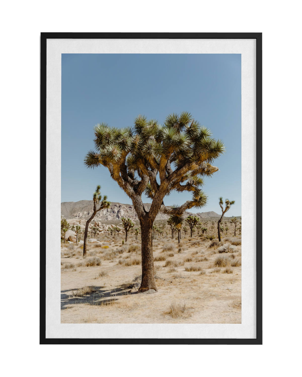 A Joshua tree stands in the Mojave Desert beneath a clear blue sky, with distant hills in the background.