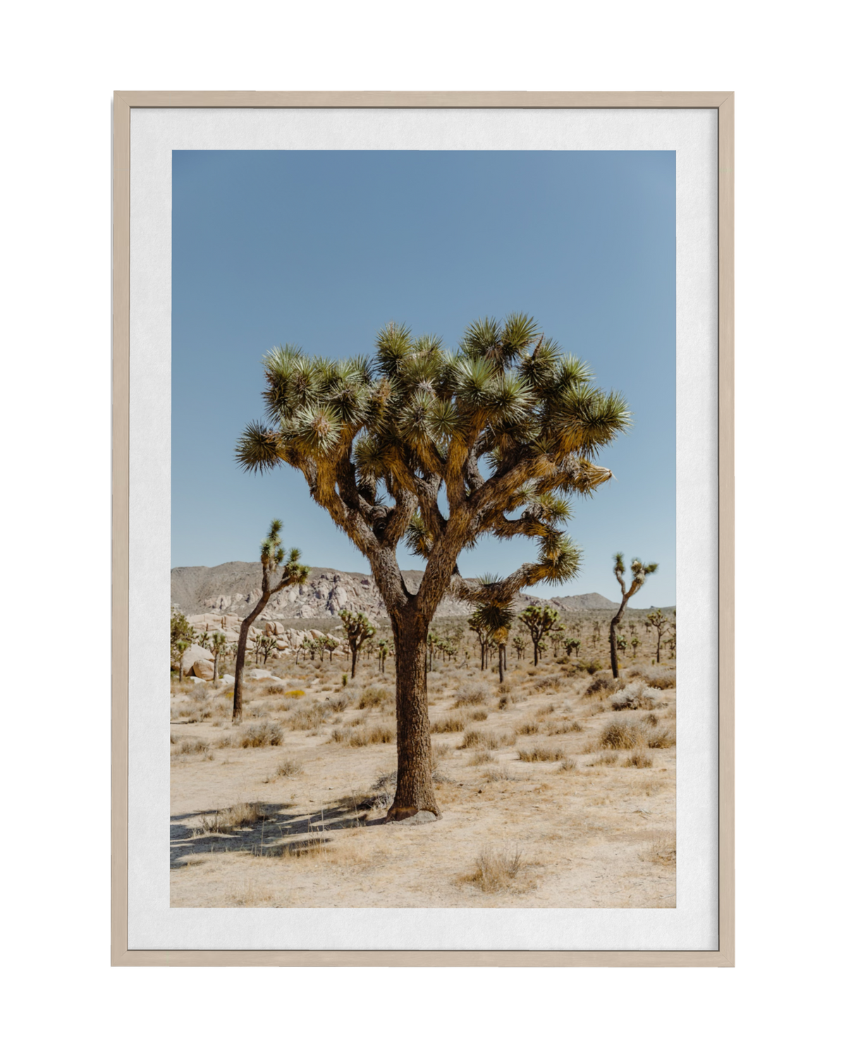 A Joshua Tree stands beneath a clear desert sky in this landscape photograph from the Joshua Tree region.