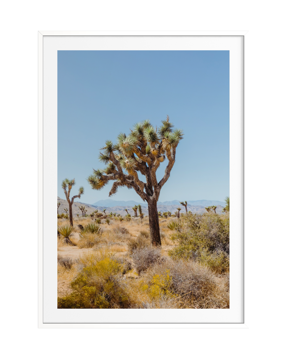 A Joshua tree stands beneath a clear blue sky with mountains in the background in California’s desert.
