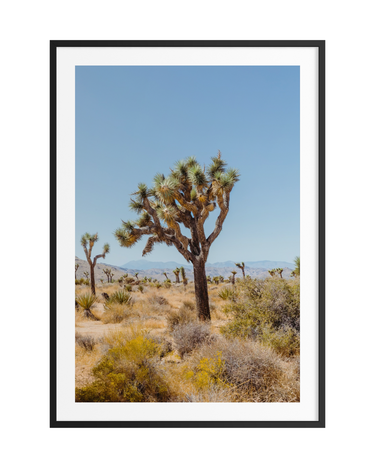 Framed print of a Joshua tree in the desert under a clear blue sky. Photographed in Joshua Tree, California.