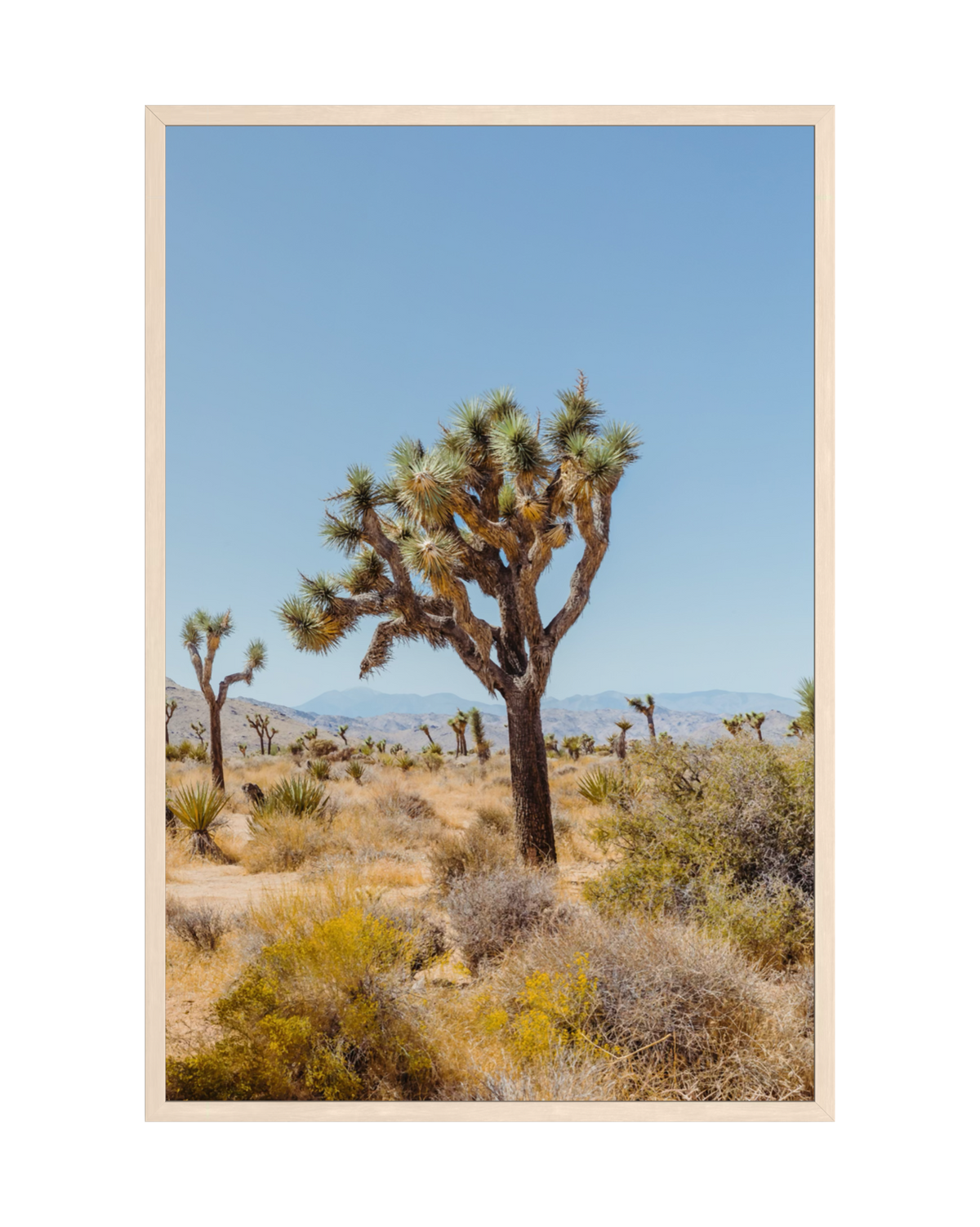 Desert landscape with distinctive Joshua trees under a clear sky in Joshua Tree National Park, California.