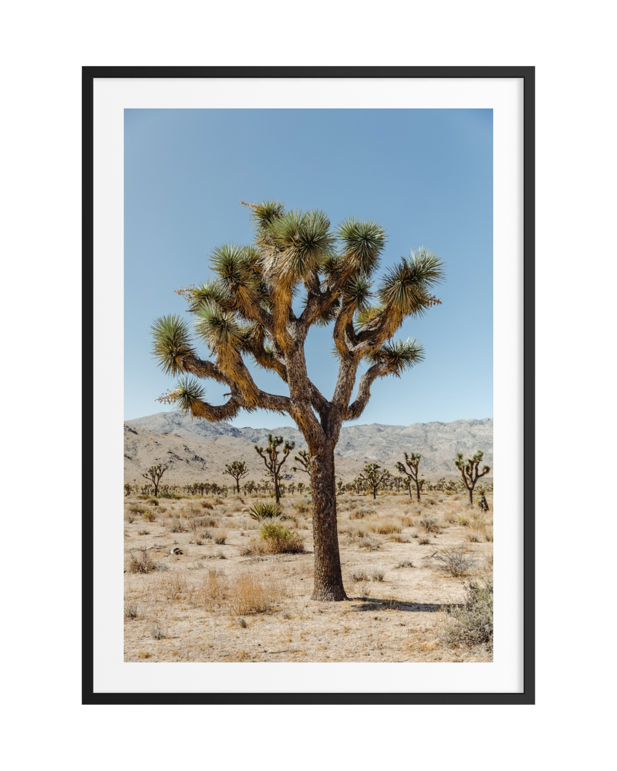 A single Joshua tree stands in the desert under a clear blue sky, captured in Joshua Tree National Park.