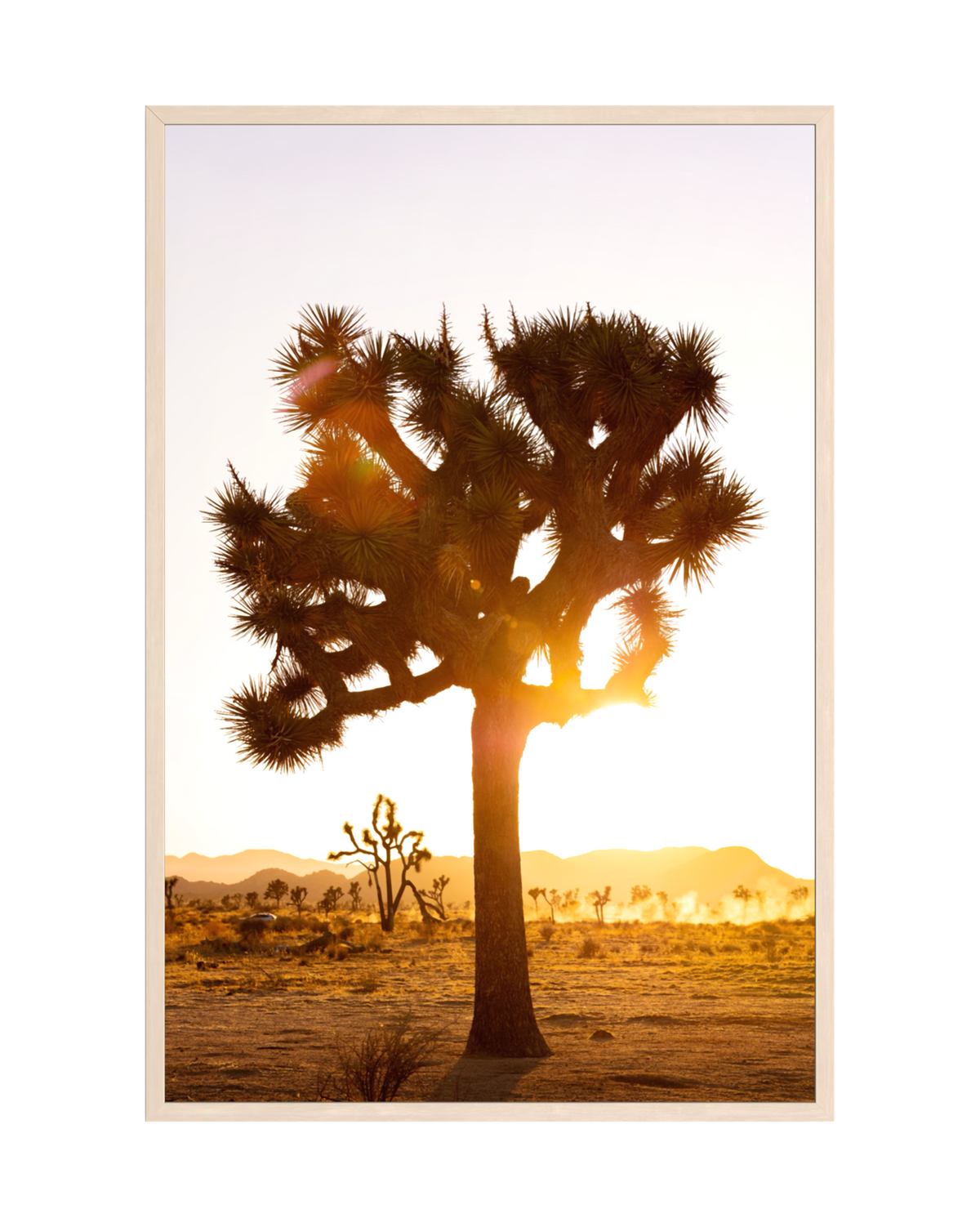 A glowing Joshua tree set against a desert sunset in Joshua Tree National Park, branches lit by evening sun.