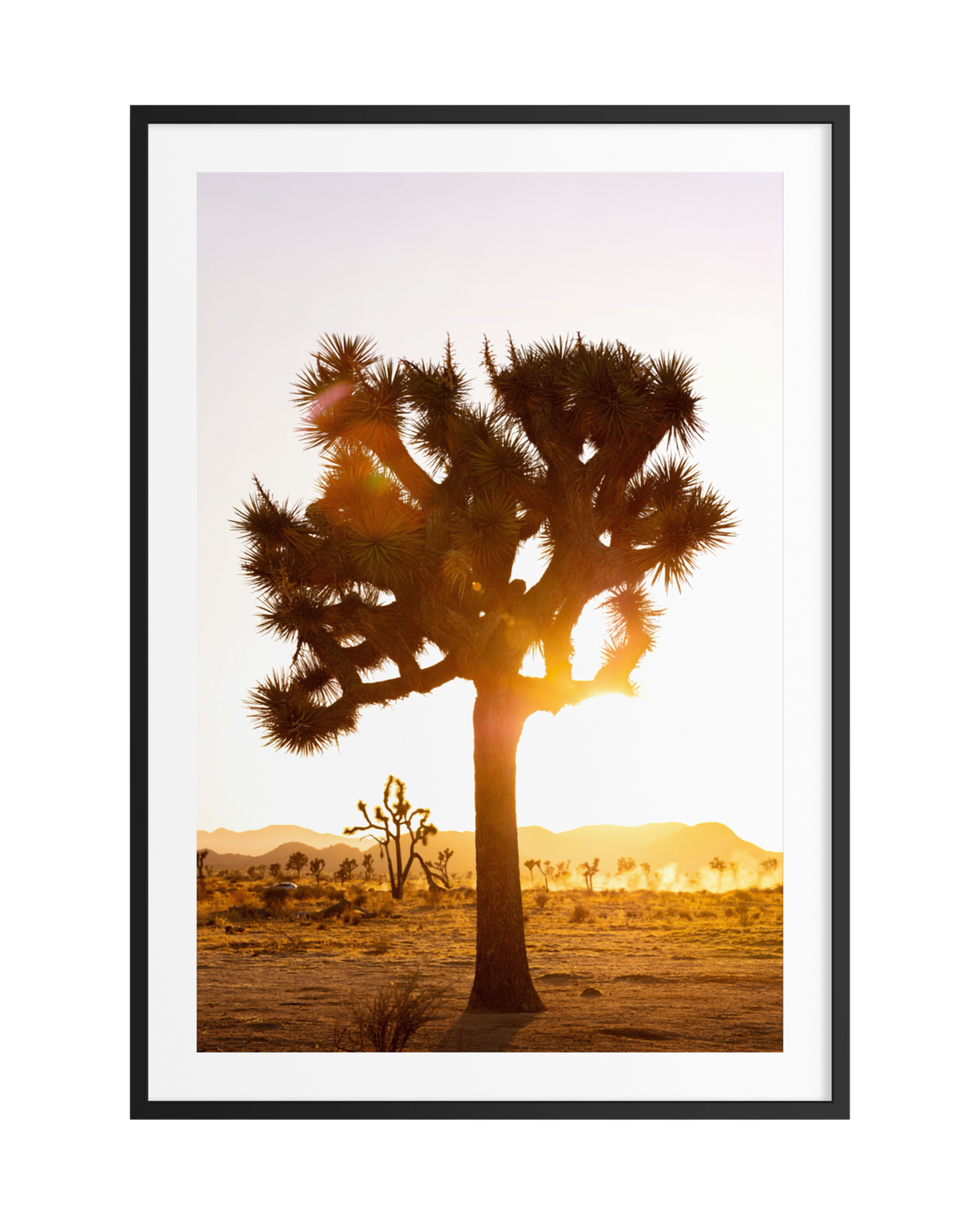 Silhouetted Joshua tree and distant mountains at sunset in the Mojave Desert near Joshua Tree, California.
