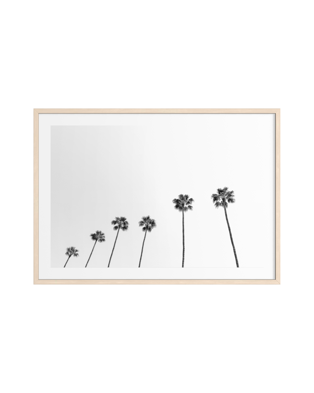 Six palm trees of increasing height lined up left to right, set against the sky in Los Angeles, black and white.