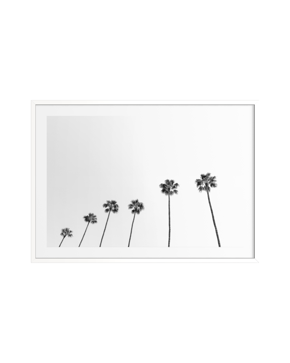 Six black-and-white palm trees stand against a white sky, photographed in Los Angeles.