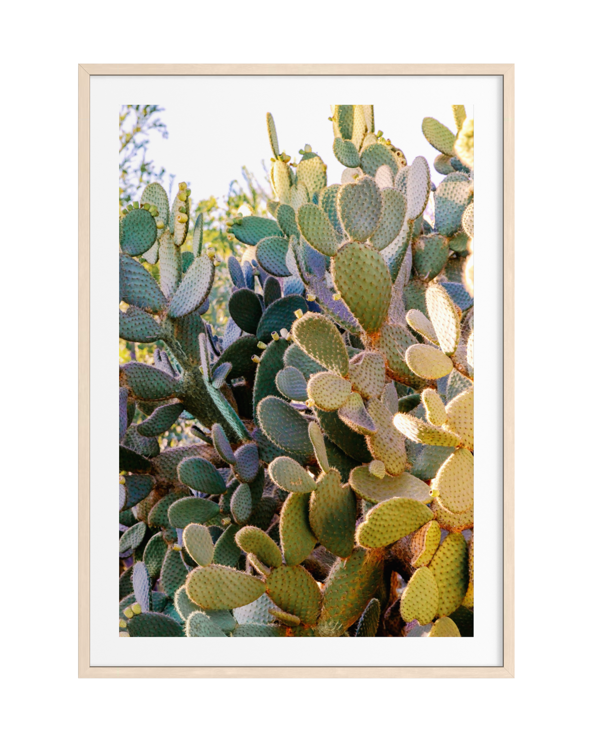 Green prickly pear cactus pads with sunlit highlights and blue-green sage tones, photographed in the Southwest.